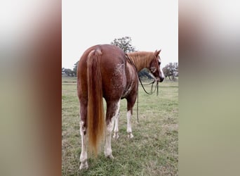 American Quarter Horse, Wallach, 12 Jahre, 150 cm, Roan-Red