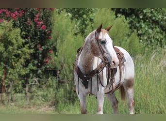 American Quarter Horse, Wallach, 12 Jahre, 150 cm, Roan-Red