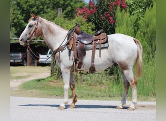 American Quarter Horse, Wallach, 12 Jahre, 150 cm, Roan-Red