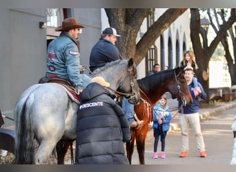 American Quarter Horse, Wallach, 12 Jahre, 150 cm, Rotbrauner