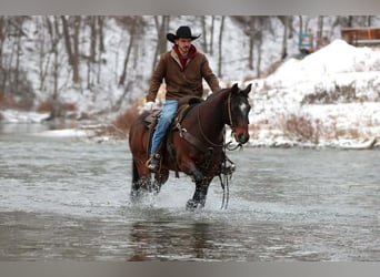 American Quarter Horse, Wallach, 12 Jahre, 150 cm, Rotbrauner