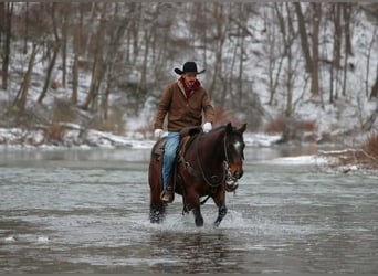 American Quarter Horse, Wallach, 12 Jahre, 150 cm, Rotbrauner