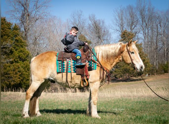 American Quarter Horse, Wallach, 12 Jahre, 150 cm, Rotfuchs