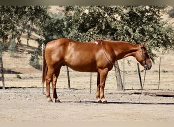 American Quarter Horse, Wallach, 12 Jahre, 150 cm, Rotfuchs