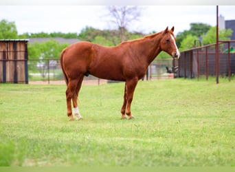 American Quarter Horse, Wallach, 12 Jahre, 150 cm, Rotfuchs