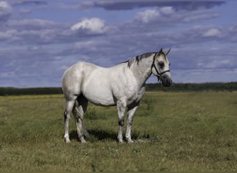 American Quarter Horse, Wallach, 12 Jahre, 150 cm, Schimmel