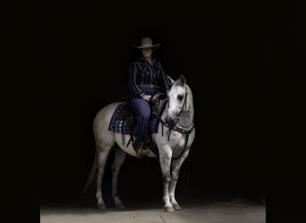 American Quarter Horse, Wallach, 12 Jahre, 150 cm, Schimmel