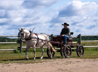 American Quarter Horse, Wallach, 12 Jahre, 150 cm, Schimmel