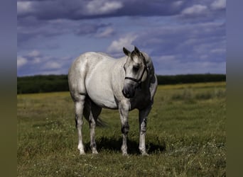 American Quarter Horse, Wallach, 12 Jahre, 150 cm, Schimmel
