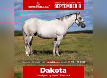 American Quarter Horse, Wallach, 12 Jahre, 150 cm, Schimmel
