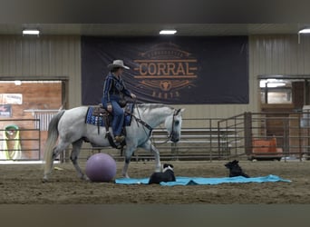 American Quarter Horse, Wallach, 12 Jahre, 150 cm, Schimmel