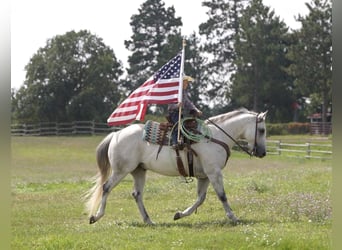 American Quarter Horse, Wallach, 12 Jahre, 150 cm, Schimmel