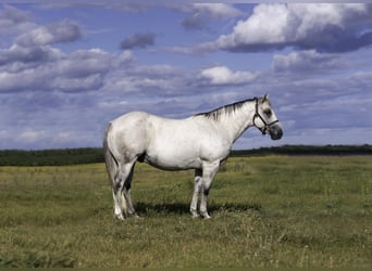 American Quarter Horse, Wallach, 12 Jahre, 150 cm, Schimmel