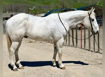 American Quarter Horse, Wallach, 12 Jahre, 150 cm, Schimmel