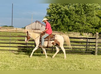 American Quarter Horse, Wallach, 12 Jahre, 150 cm, Tobiano-alle-Farben