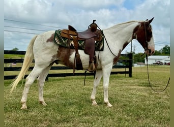 American Quarter Horse, Wallach, 12 Jahre, 150 cm, Tobiano-alle-Farben