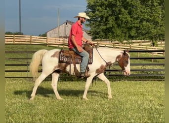 American Quarter Horse, Wallach, 12 Jahre, 150 cm, Tobiano-alle-Farben