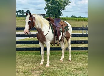 American Quarter Horse, Wallach, 12 Jahre, 150 cm, Tobiano-alle-Farben