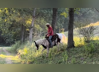 American Quarter Horse, Wallach, 12 Jahre, 150 cm, Tobiano-alle-Farben