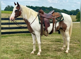 American Quarter Horse, Wallach, 12 Jahre, 150 cm, Tobiano-alle-Farben