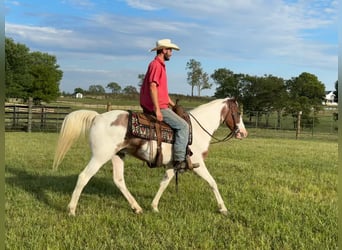 American Quarter Horse, Wallach, 12 Jahre, 150 cm, Tobiano-alle-Farben