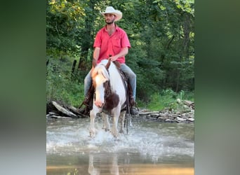 American Quarter Horse, Wallach, 12 Jahre, 150 cm, Tobiano-alle-Farben