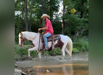 American Quarter Horse, Wallach, 12 Jahre, 150 cm, Tobiano-alle-Farben