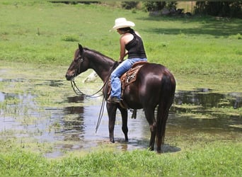 American Quarter Horse, Wallach, 12 Jahre, 152 cm, Brauner