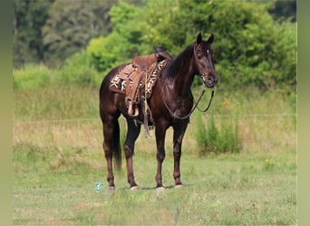 American Quarter Horse, Wallach, 12 Jahre, 152 cm, Brauner