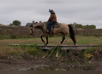 American Quarter Horse, Wallach, 12 Jahre, 152 cm, Buckskin
