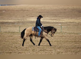 American Quarter Horse, Wallach, 12 Jahre, 152 cm, Buckskin