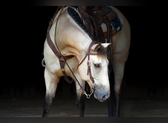 American Quarter Horse, Wallach, 12 Jahre, 152 cm, Buckskin