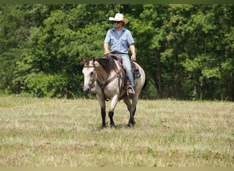 American Quarter Horse, Wallach, 12 Jahre, 152 cm, Buckskin