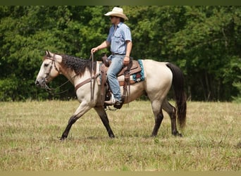 American Quarter Horse, Wallach, 12 Jahre, 152 cm, Buckskin