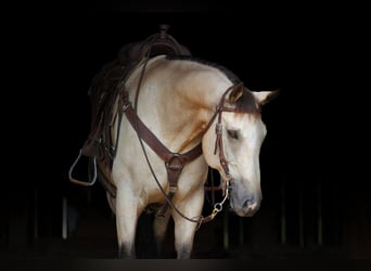American Quarter Horse, Wallach, 12 Jahre, 152 cm, Buckskin