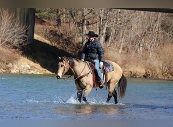 American Quarter Horse, Wallach, 12 Jahre, 152 cm, Buckskin
