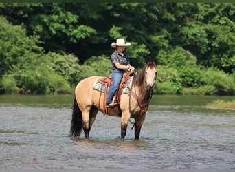 American Quarter Horse, Wallach, 12 Jahre, 152 cm, Buckskin