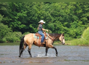 American Quarter Horse, Wallach, 12 Jahre, 152 cm, Buckskin