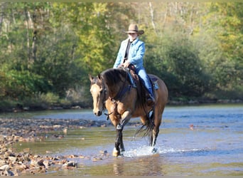 American Quarter Horse, Wallach, 12 Jahre, 152 cm, Buckskin