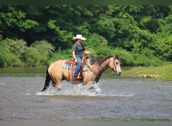 American Quarter Horse, Wallach, 12 Jahre, 152 cm, Buckskin