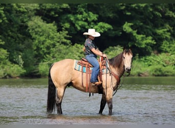 American Quarter Horse, Wallach, 12 Jahre, 152 cm, Buckskin