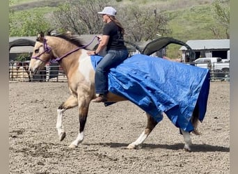 American Quarter Horse, Wallach, 12 Jahre, 152 cm, Buckskin