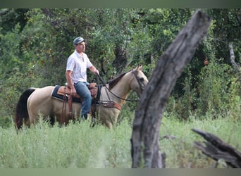 American Quarter Horse, Wallach, 12 Jahre, 152 cm, Buckskin