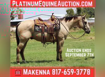 American Quarter Horse, Wallach, 12 Jahre, 152 cm, Buckskin