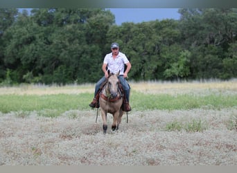 American Quarter Horse, Wallach, 12 Jahre, 152 cm, Buckskin