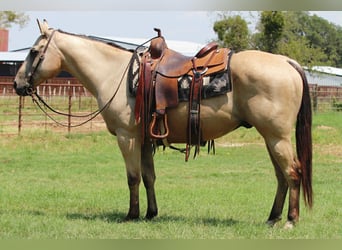American Quarter Horse, Wallach, 12 Jahre, 152 cm, Buckskin