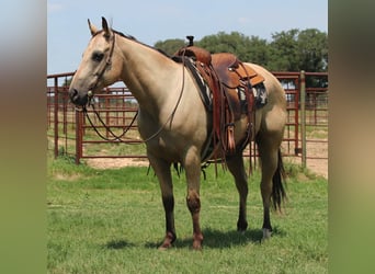 American Quarter Horse, Wallach, 12 Jahre, 152 cm, Buckskin