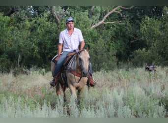 American Quarter Horse, Wallach, 12 Jahre, 152 cm, Buckskin