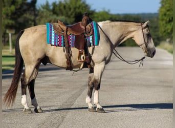 American Quarter Horse, Wallach, 12 Jahre, 152 cm, Buckskin