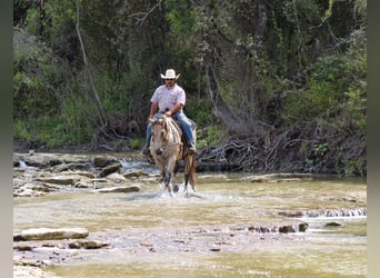 American Quarter Horse, Wallach, 12 Jahre, 152 cm, Buckskin